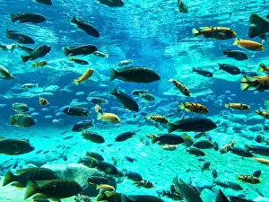 Undersea Prints: Under the sea with lots of fishes swimming