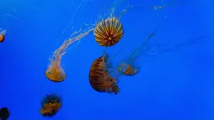 Chrysaora Prints: Sea Nettle Jellyfish in an Aquarium
