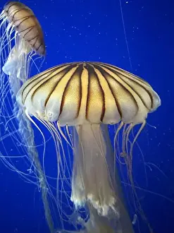 Atlanta Prints: Sea nettles at the Georgia Aquarium