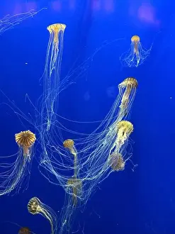 Atlanta Prints: Sea nettles at the Georgia Aquarium