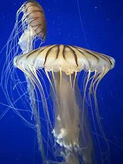 Atlanta Prints: Sea nettles at the Georgia Aquarium