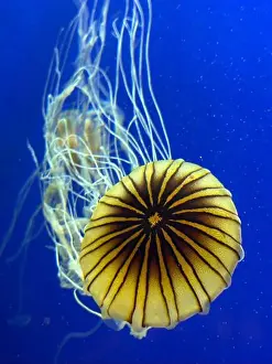 Atlanta Prints: Sea nettles at the Georgia Aquarium