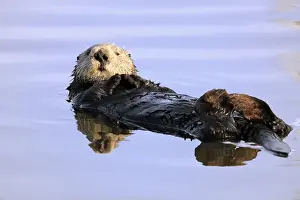 Carnivora Prints: Sea otter (Enhydra lutris), Kalan