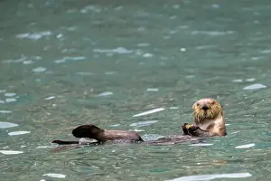 Looking At The Camera Prints: A sea otter (Enhydra lutris) swims on the water and looks into the camera