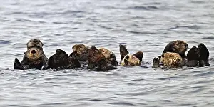 Carnivora Prints: Several sea otters (Enhydra lutris) swimming on their backs in the Pacific Ocean