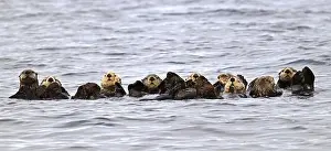Backs Prints: Several sea otters (Enhydra lutris) swimming on their backs in the Pacific Ocean