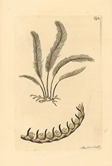 Copperplate Prints: Sea pen, Pennatula phosphorea? Illustration drawn and engraved by Richard Polydore Nodder