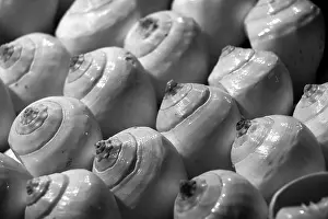 Puri Prints: Sea shells in the market. Conch shells at Puri sea beach evening market