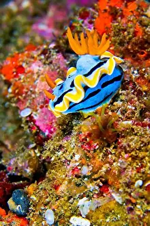 Wildlife Observation Prints: Sea Slug, Dorid Nudibranch, Elisabeth's Chromodoris