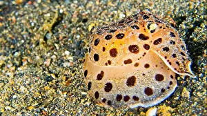 Biosphere Prints: Sea Slug, Moon-Heaoed Sidegill Slug