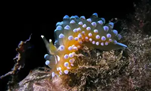 Biosphere Prints: Sea Slug, Nudibranch, Janolus cristatus