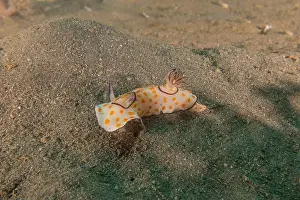 Sea Slug Prints: Sea Slug in the Red Sea Colorful and beautiful, Eilat Israel