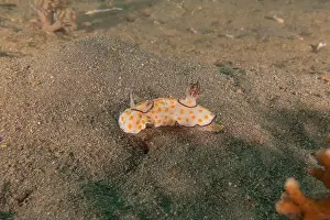 Sea Slug Prints: Sea Slug in the Red Sea Colorful and beautiful, Eilat Israel