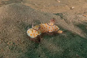 Sea Slug Prints: Sea Slug in the Red Sea Colorful and beautiful, Eilat Israel
