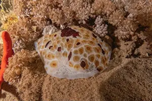 Sea Slug Prints: Sea Slug in the Red Sea Colorful and beautiful, Eilat Israel