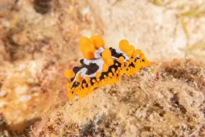 Sea Slug Prints: Sea Slug in the Red Sea Colorful and beautiful, Eilat Israel