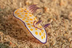 Sea Slug Prints: Sea Slug in the Red Sea Colorful and beautiful, Eilat Israel