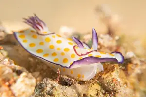 Sea Slug Prints: Sea Slug in the Red Sea Colorful and beautiful, Eilat Israel