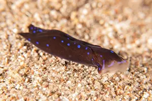 Sea Slug Prints: Sea Slug in the Red Sea Colorful and beautiful, Eilat Israel