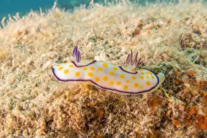 Sea Slug Prints: Sea Slug in the Red Sea Colorful and beautiful, Eilat Israel