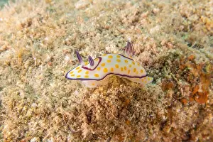 Sea Slug Prints: Sea Slug in the Red Sea Colorful and beautiful, Eilat Israel