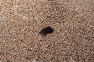 Sea Slug Prints: Sea Slug in the Red Sea Colorful and beautiful, Eilat Israel