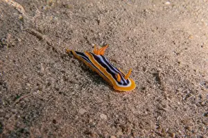 Sea Slug Prints: Sea Slug in the Red Sea Colorful and beautiful, Eilat Israel