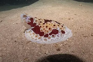 Sea Slug Prints: Sea Slug in the Red Sea Colorful and beautiful, Eilat Israel