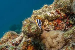 Sea Slug Prints: Sea Slug in the Red Sea Colorful and beautiful, Eilat Israel