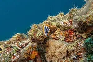 Sea Slug Prints: Sea Slug in the Red Sea Colorful and beautiful, Eilat Israel