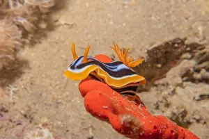 Sea Slug Prints: Sea Slug in the Red Sea Colorful and beautiful, Eilat Israel