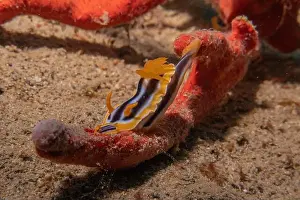 Sea Slug Prints: Sea Slug in the Red Sea Colorful and beautiful, Eilat Israel