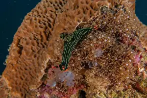Sea Slugs Prints: Sea slug in the Sea of the Philippines