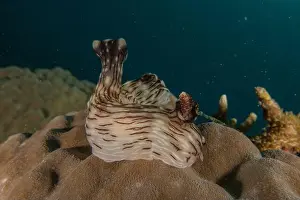 Sea Slugs Prints: Sea slug in the Sea of the Philippines