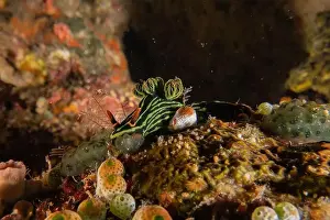 Sea Slugs Prints: Sea slug in the Sea of the Philippines