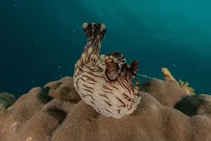 Sea Slugs Prints: Sea slug in the Sea of the Philippines