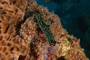 Sea Slugs Prints: Sea slug in the Sea of the Philippines