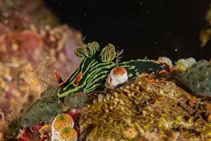 Sea Slugs Prints: Sea slug in the Sea of the Philippines