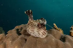 Stonefish Prints: Sea slug in the Sea of the Philippines