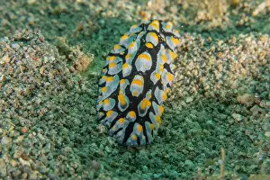 Stonefish Prints: Sea slug in the Sea of the Philippines