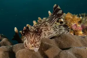 Stonefish Prints: Sea slug in the Sea of the Philippines