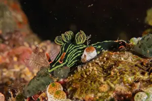 Stonefish Prints: Sea slug in the Sea of the Philippines