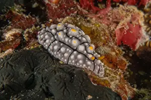 Stonefish Prints: Sea slug in the Sea of the Philippines