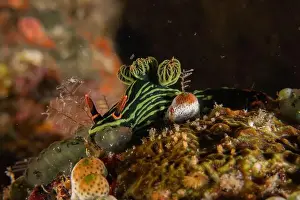 Stonefish Prints: Sea slug in the Sea of the Philippines