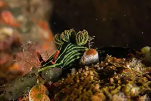 Stonefish Prints: Sea slug in the Sea of the Philippines