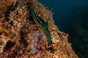 Stonefish Prints: Sea slug in the Sea of the Philippines