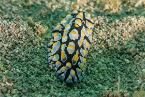 Stonefish Prints: Sea slug in the Sea of the Philippines
