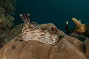 Stonefish Prints: Sea slug in the Sea of the Philippines