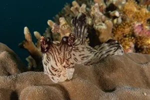 Stonefish Prints: Sea slug in the Sea of the Philippines