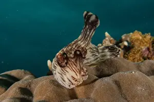 Stonefish Prints: Sea slug in the Sea of the Philippines